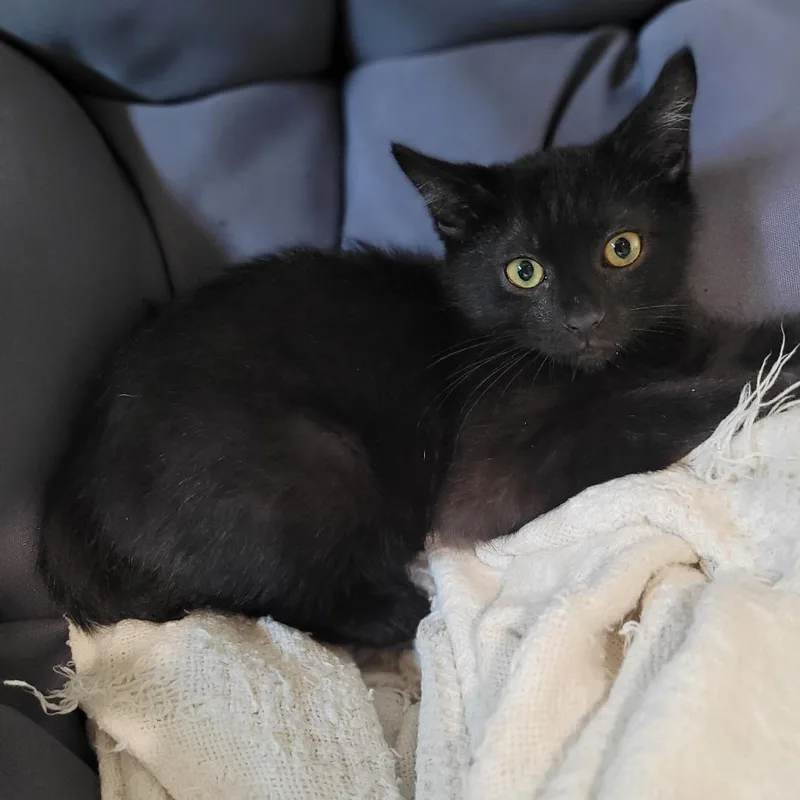 Tarantino thumbnail 2