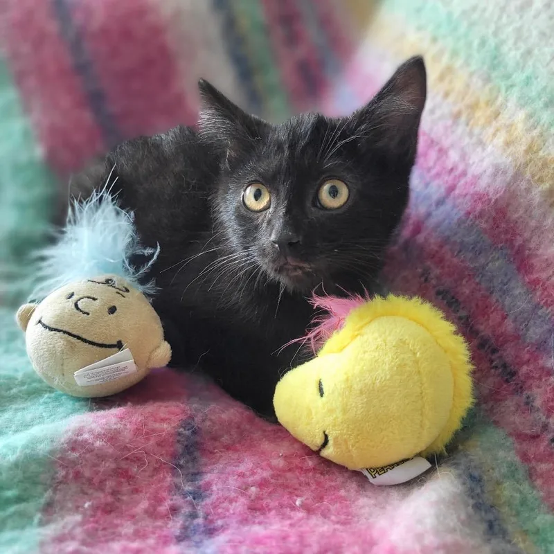 Tarantino thumbnail 3