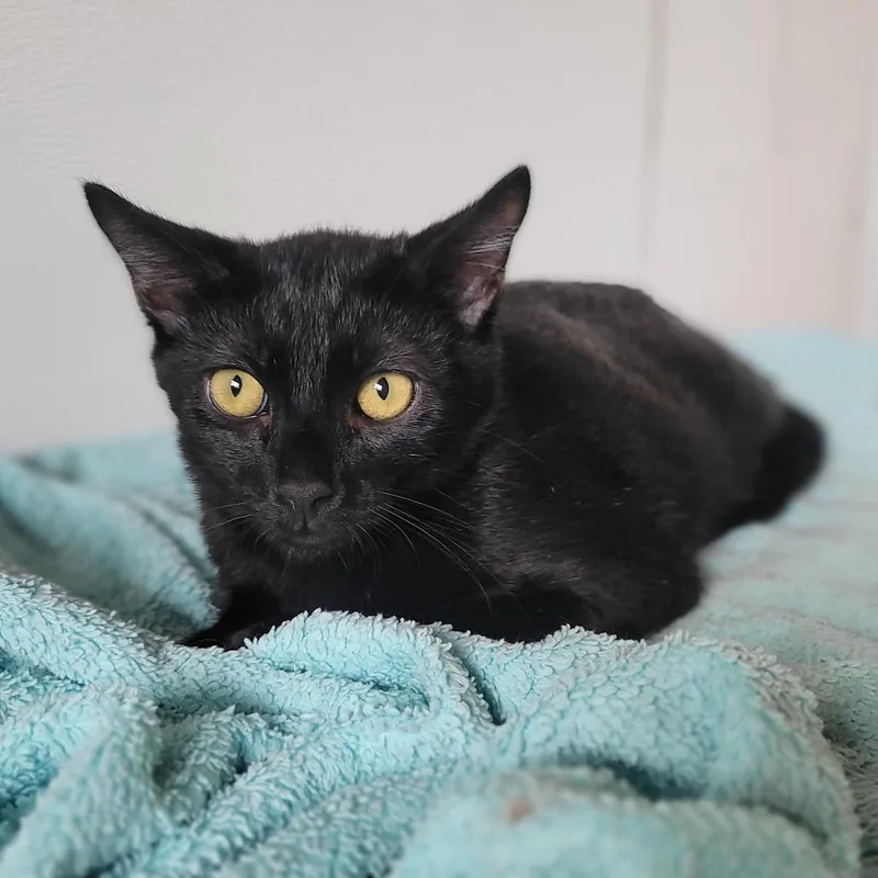 Tarantino thumbnail 4