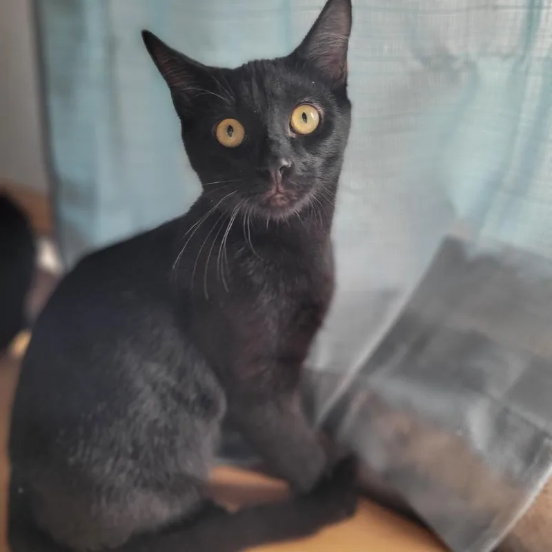 Tarantino thumbnail 5