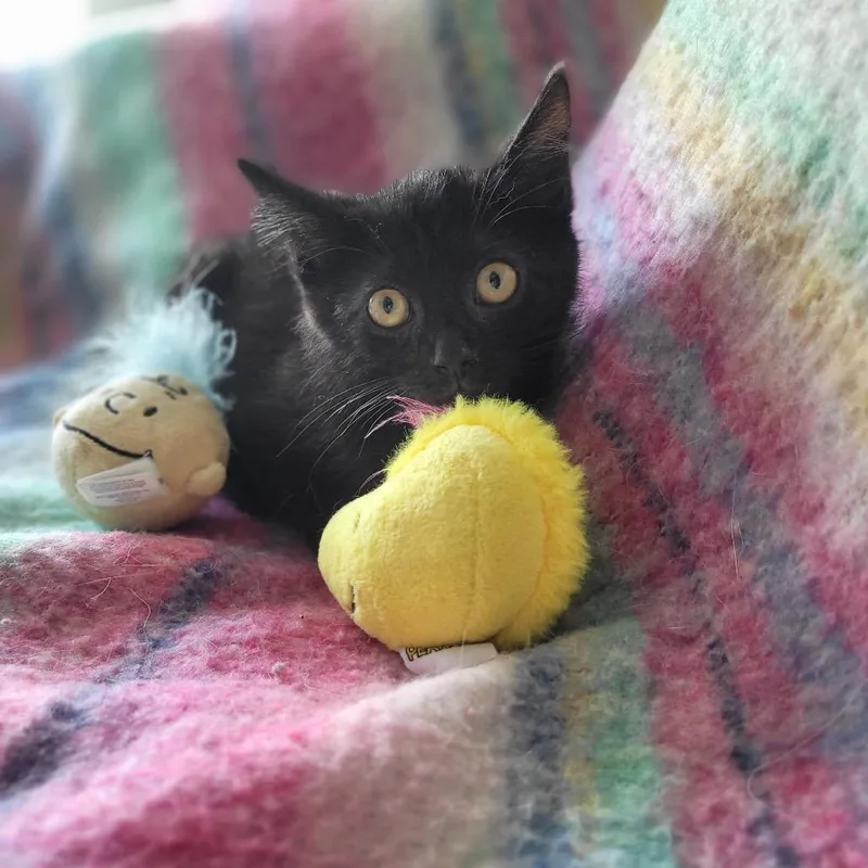 Tarantino thumbnail 6