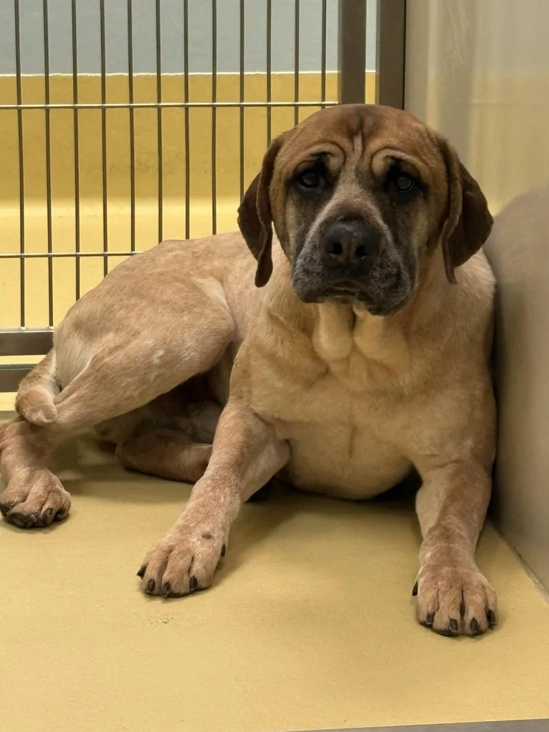 Theodore thumbnail 2