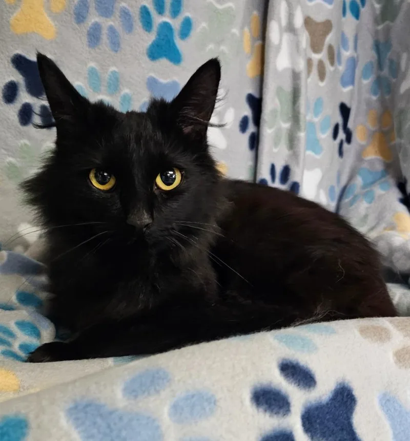 Brittany thumbnail 2