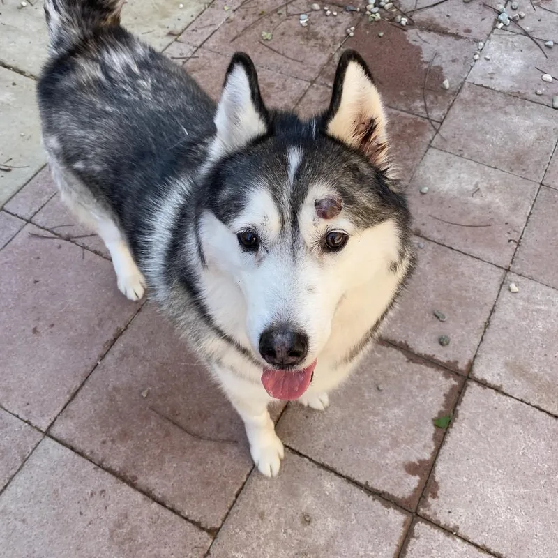 Dexter Sam thumbnail 2