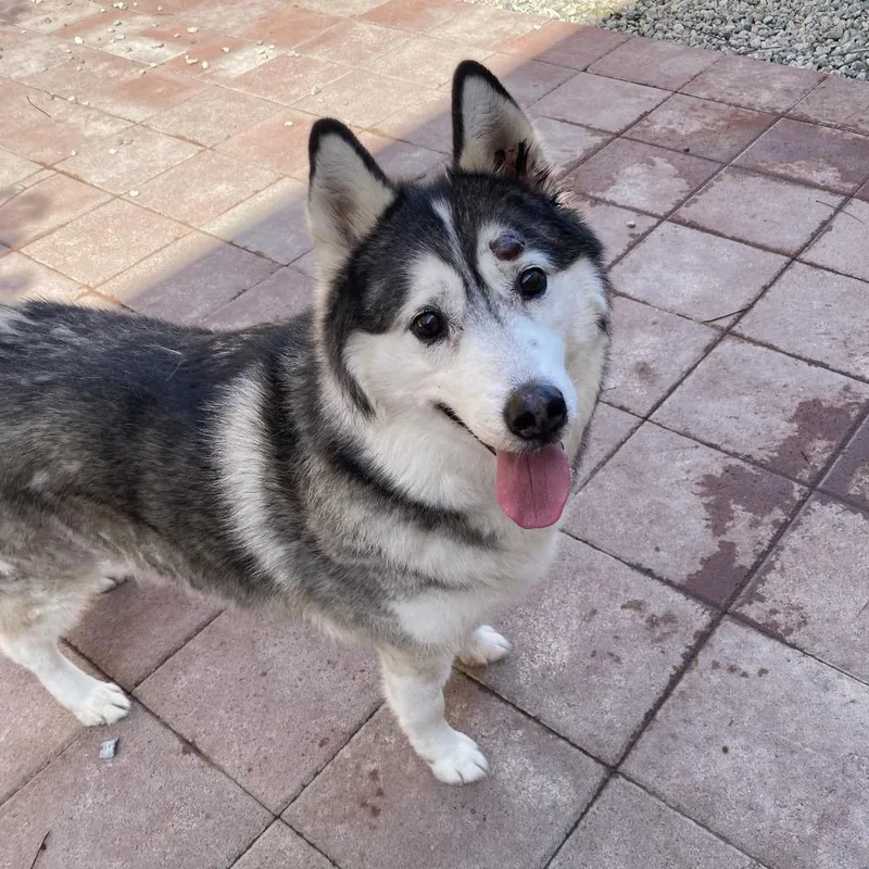 Dexter Sam thumbnail 3