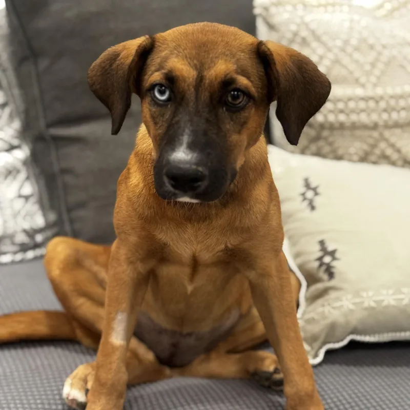 Meet Paisley — The thumbnail 2