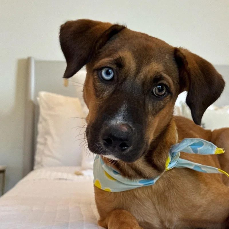 Meet Paisley — The