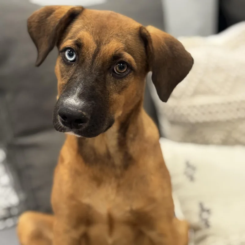 Meet Paisley — The thumbnail 3