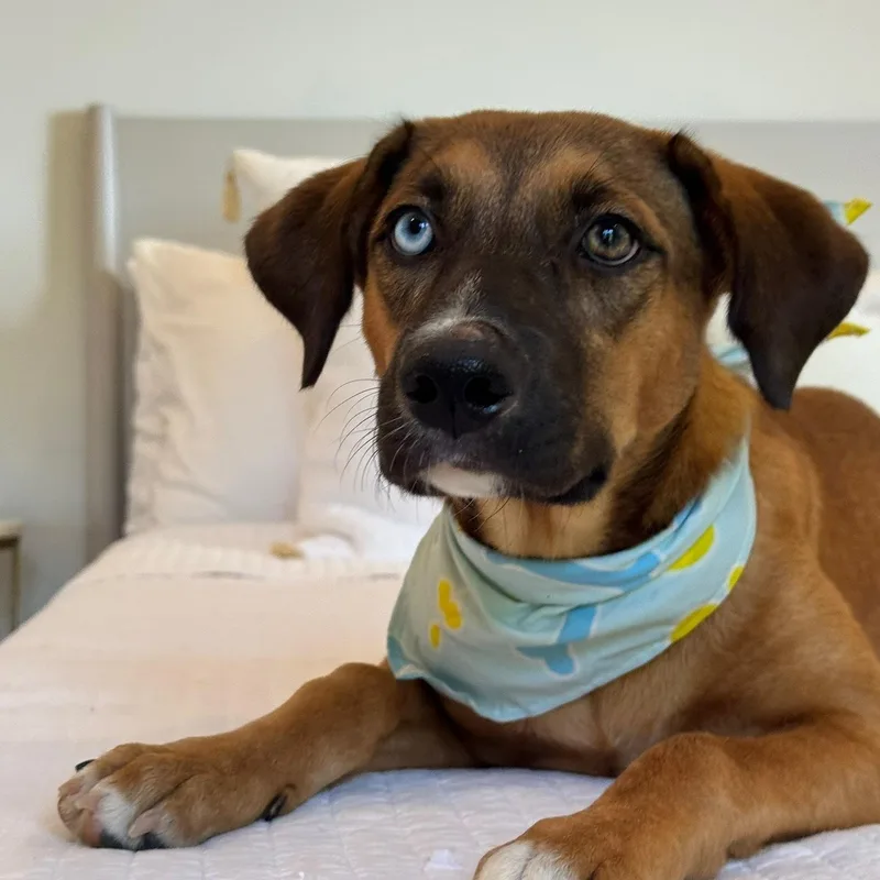 Meet Paisley — The thumbnail 4