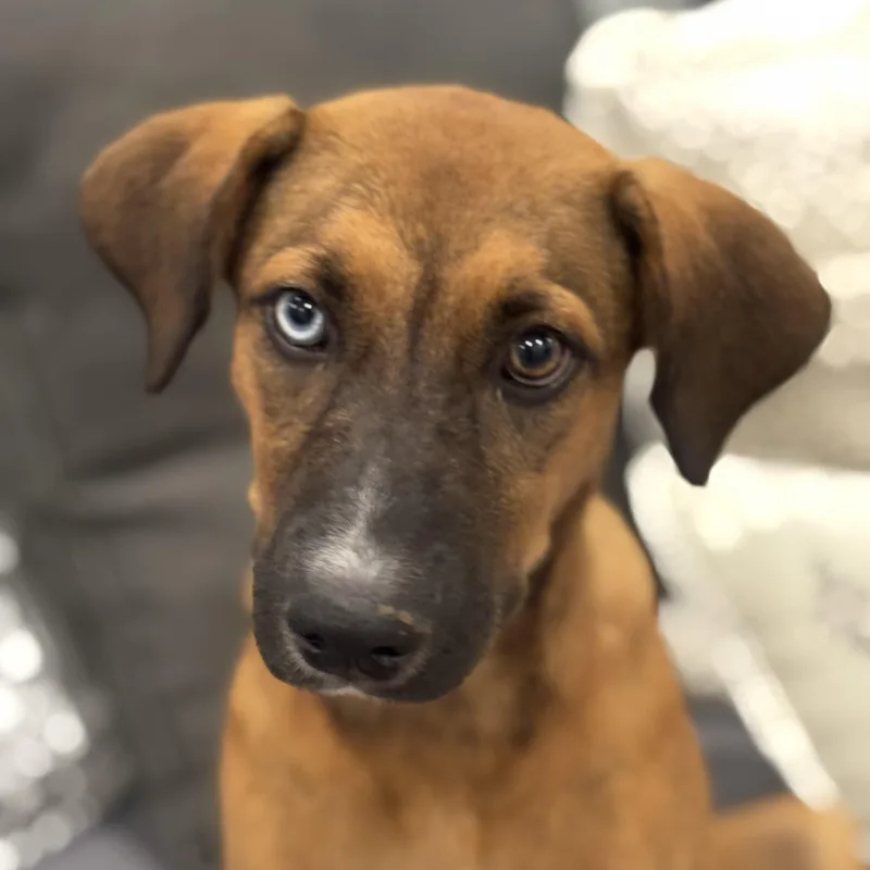 Meet Paisley — The thumbnail 5