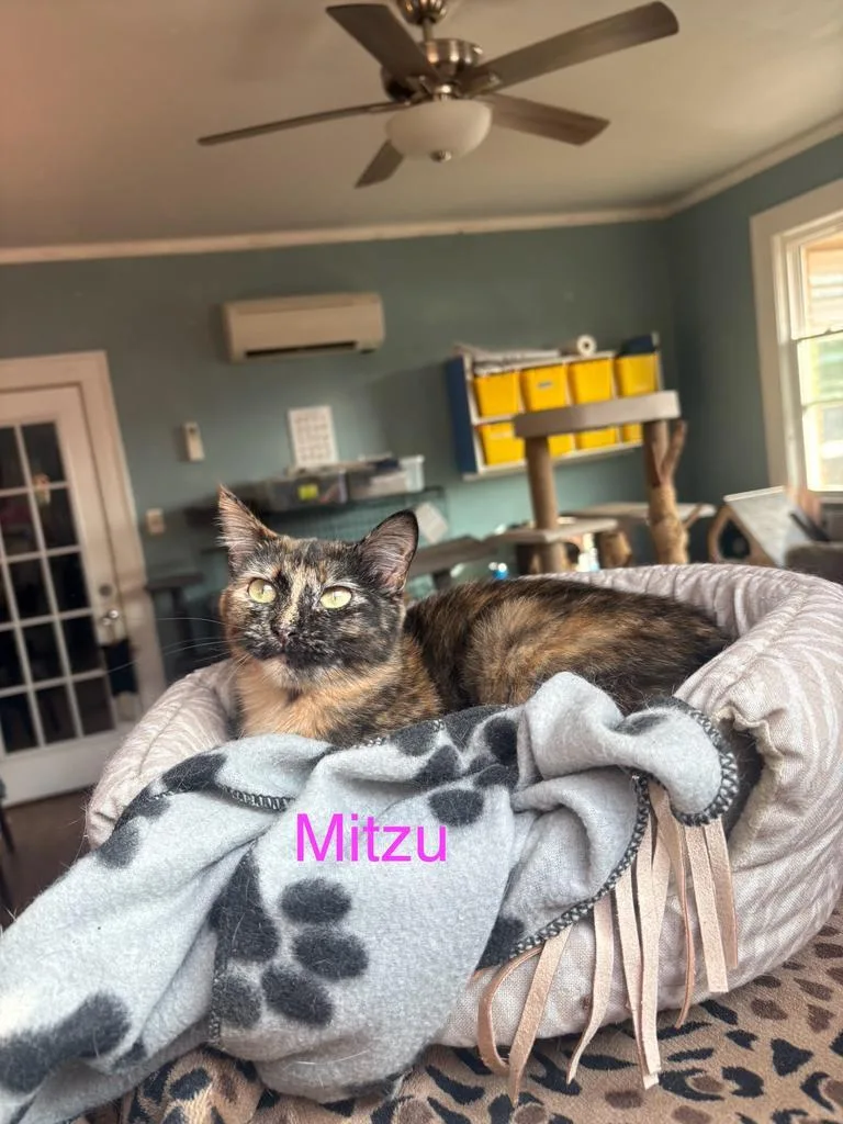 Mitzu thumbnail 2