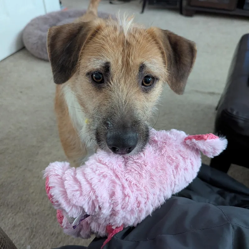 Emmie Zoomies Snuggles