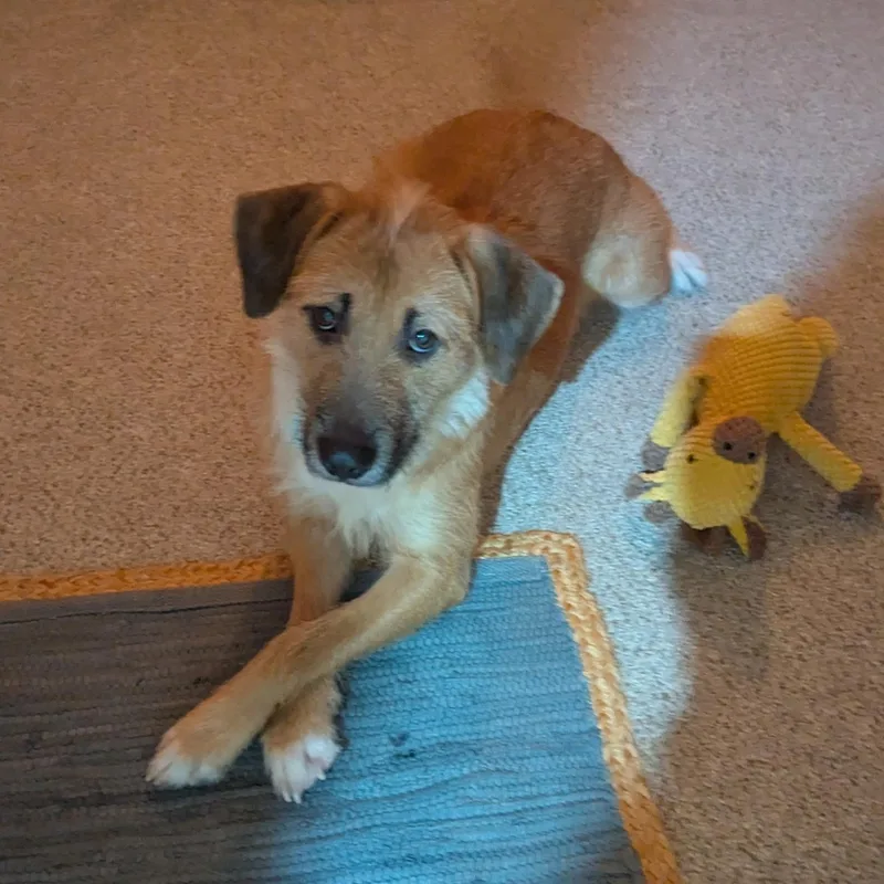 Emmie Zoomies  Snuggles thumbnail 2