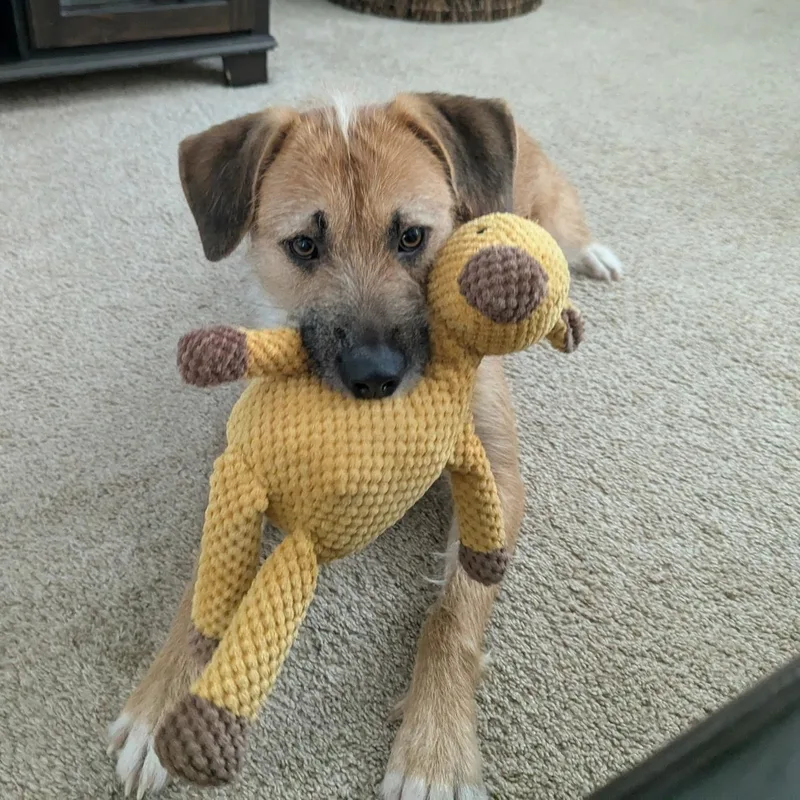 Emmie Zoomies  Snuggles thumbnail 5