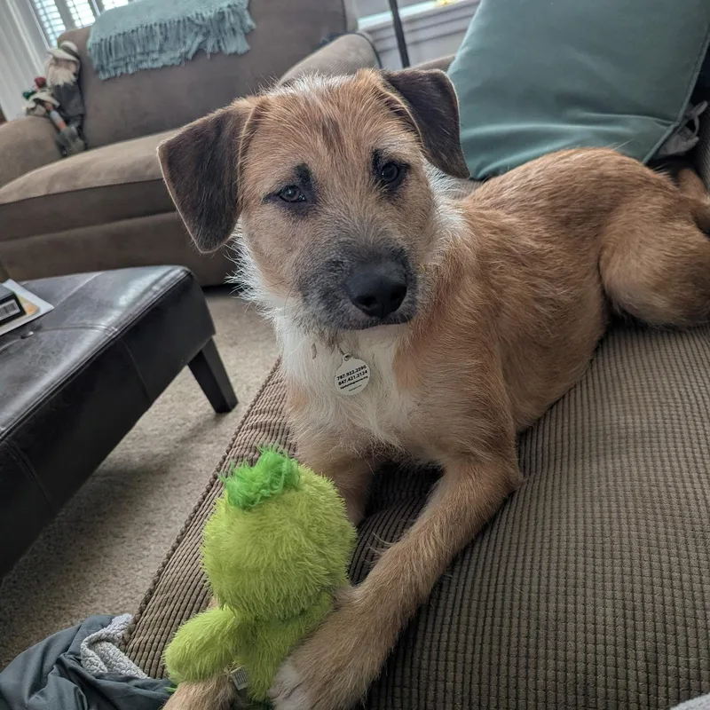 Emmie: Zoomies  Snuggles thumbnail 3