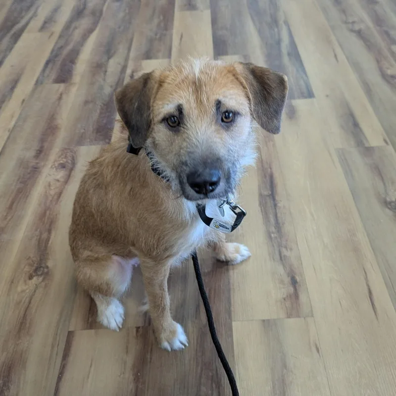 Emmie: Zoomies Snuggles