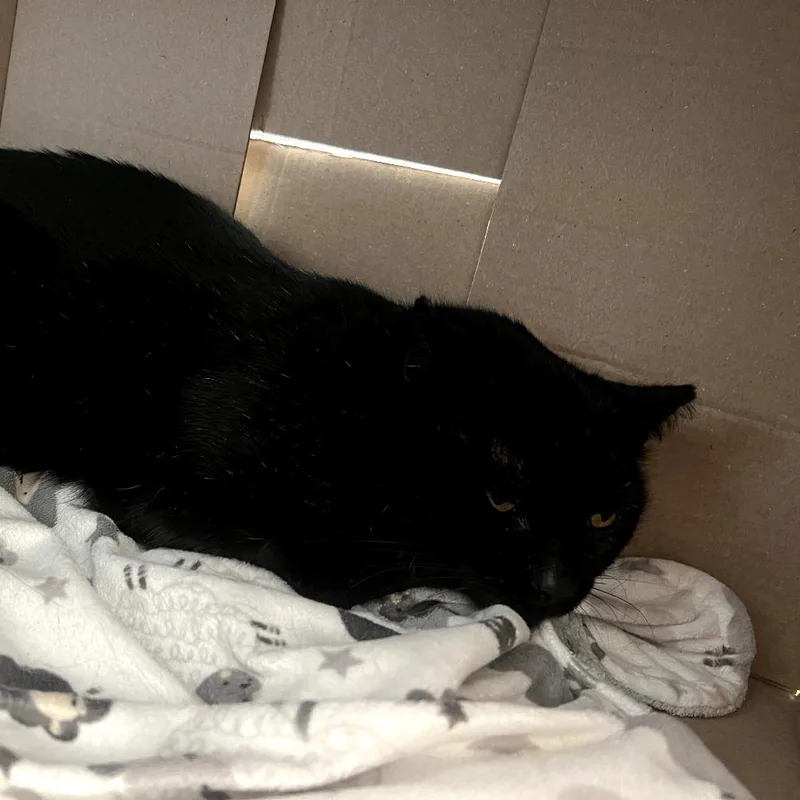 Coal Fiv+ thumbnail 4