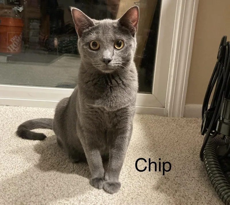 Chip And Snickers thumbnail 2