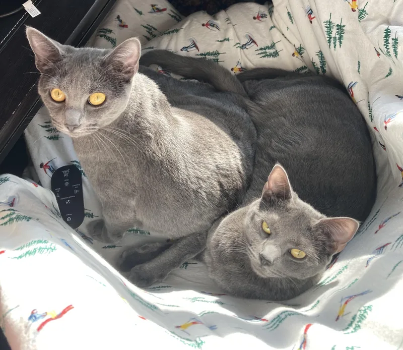 Chip And Snickers thumbnail 3