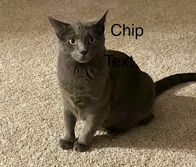 Chip And Snickers thumbnail 4