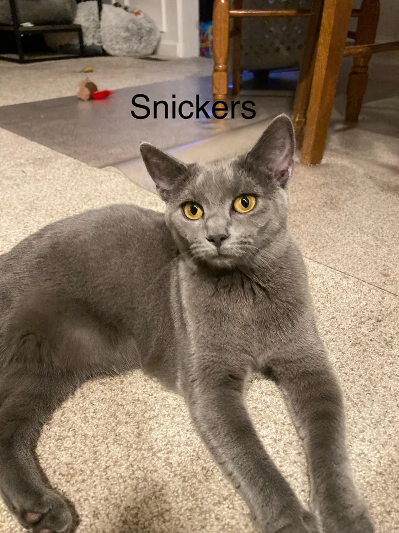Chip And Snickers thumbnail 5