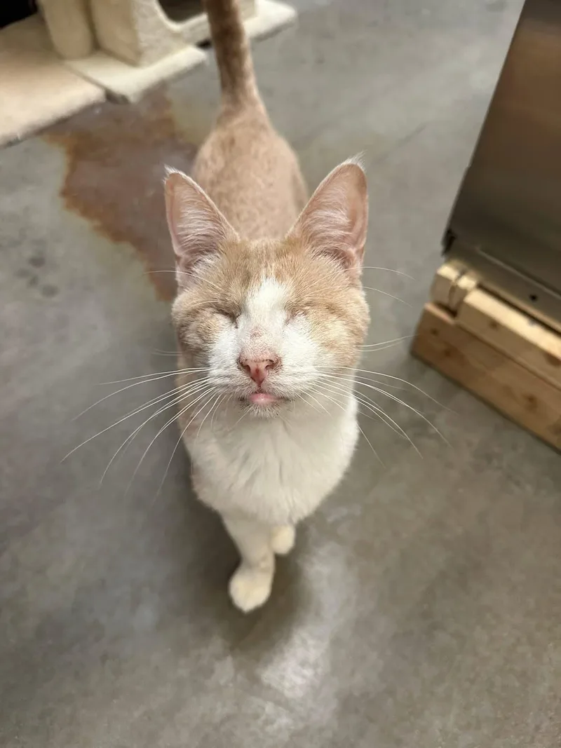 A young medium-sized male Domestic Short Hair cat named Asiago for adoption in Chandler, AZ