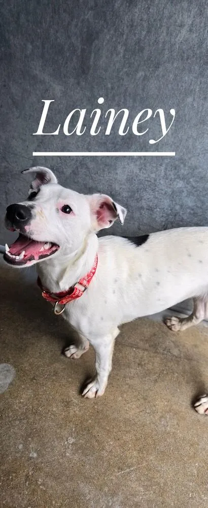 Lainey
