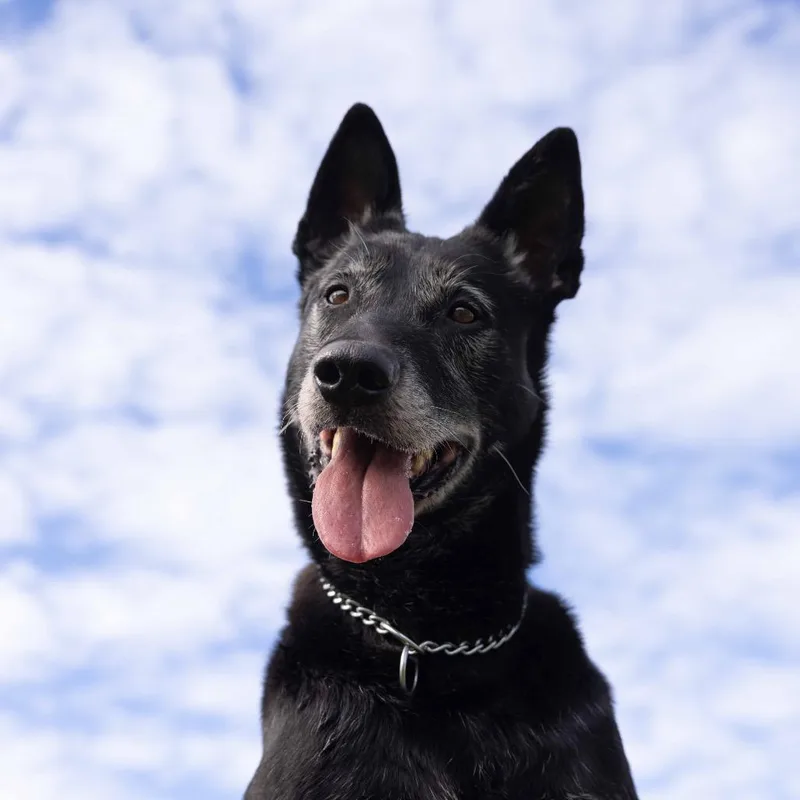 Joey  Ecas thumbnail 3