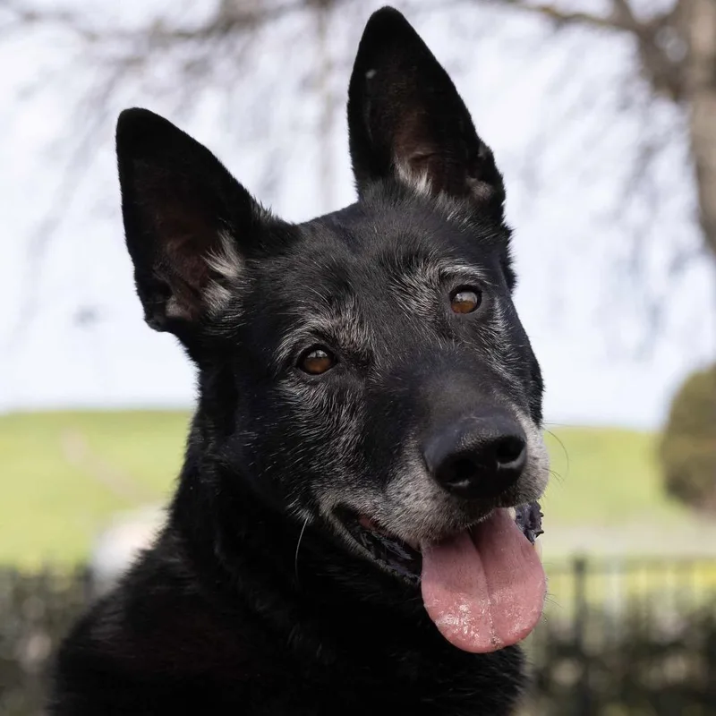 Joey  Ecas thumbnail 6