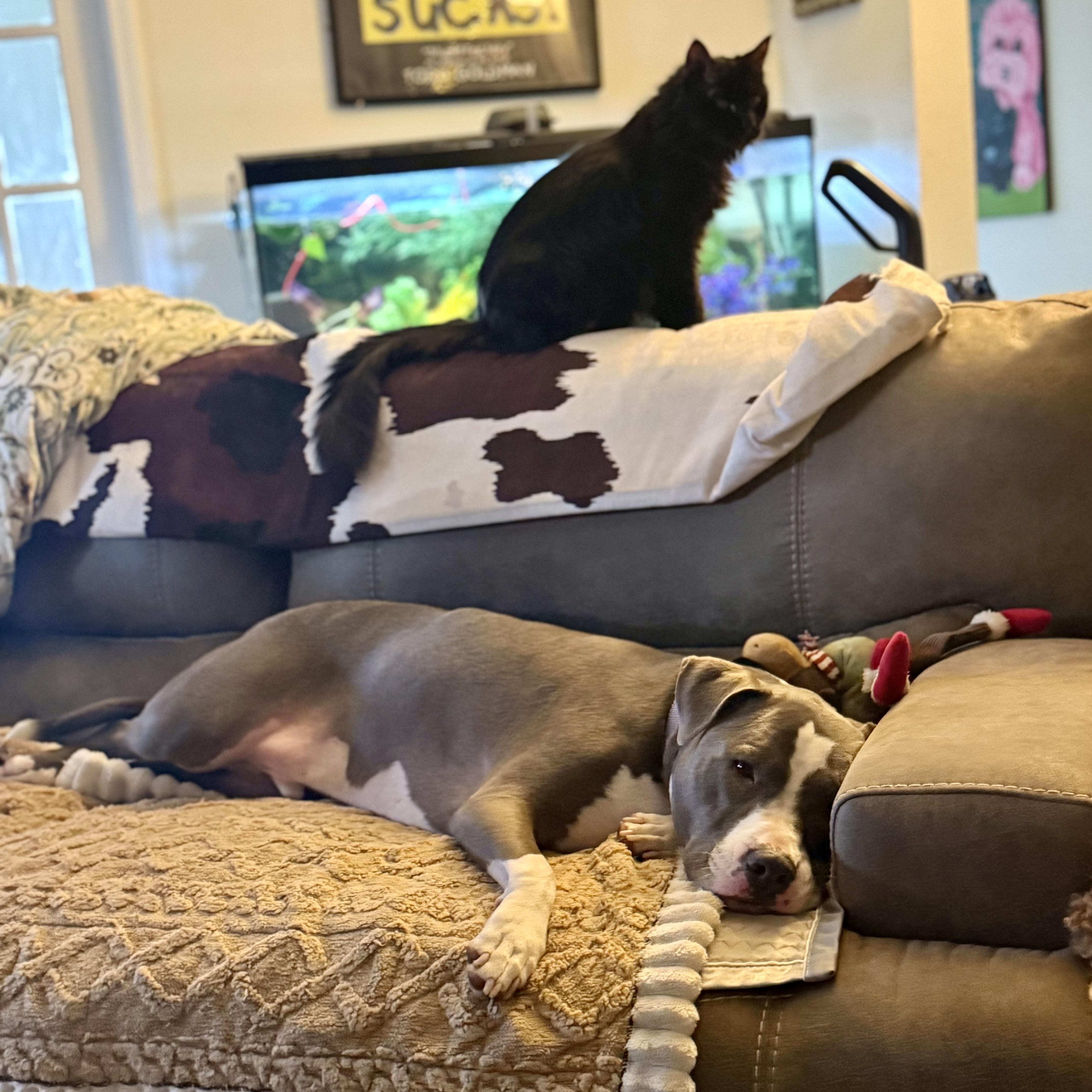 Zydeco  Cat Friendly!