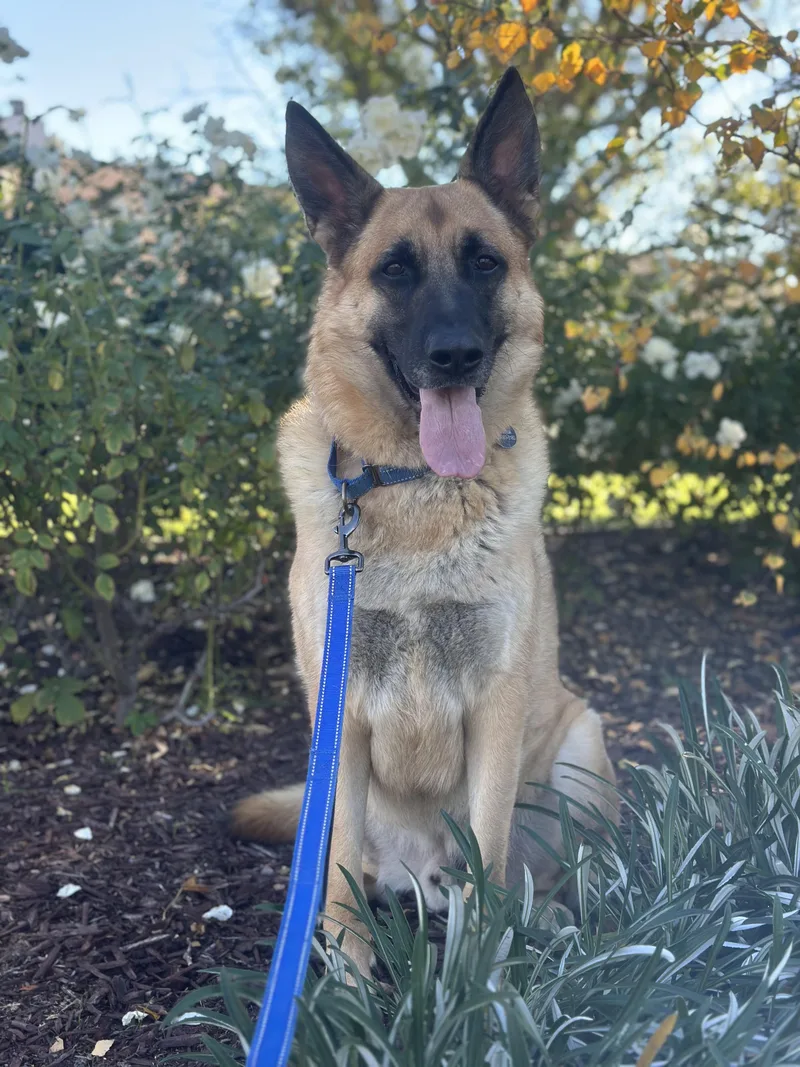 Sir Charles thumbnail 5