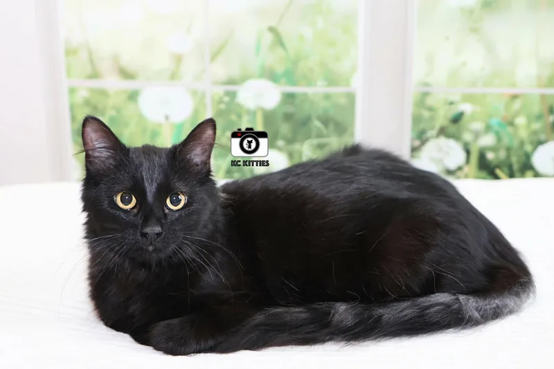 French Toast thumbnail 3