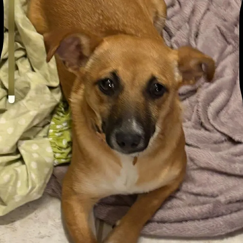 Lil Lulu thumbnail 4