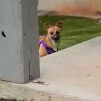 Lil Lulu thumbnail 5