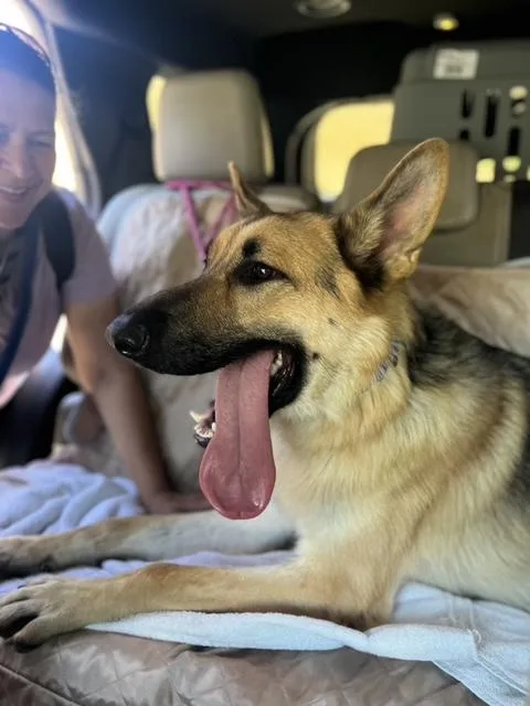 An adult large-sized male German Shepherd Dog dog named Bodhi for adoption in Los Angeles, CA