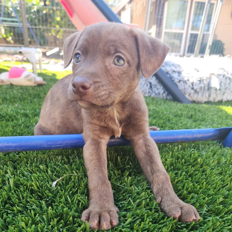 Espresso! thumbnail 2