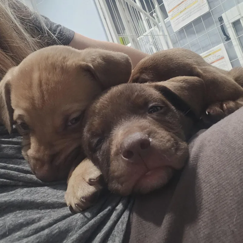 Espresso! thumbnail 3