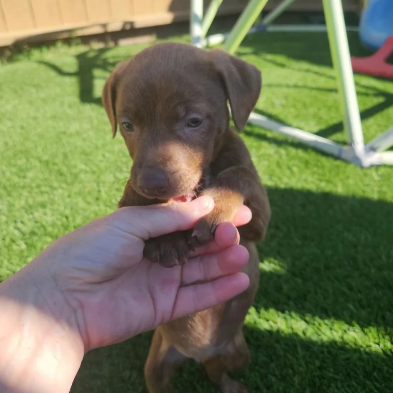 Espresso! thumbnail 5