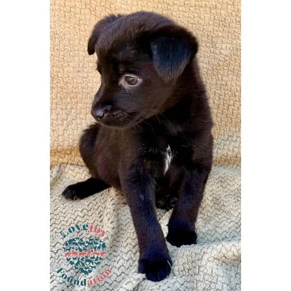 Sasha Litter thumbnail 2