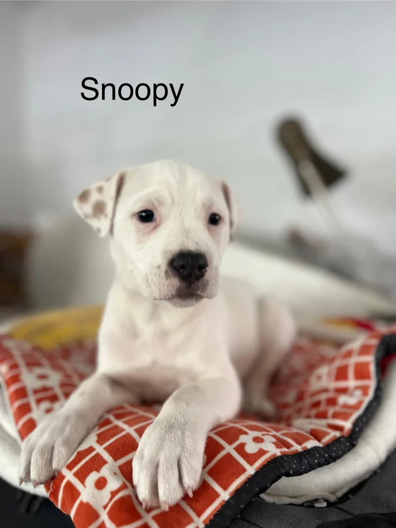 Snoopy