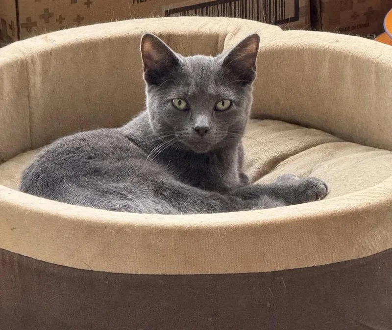 Daphne Blake thumbnail 2