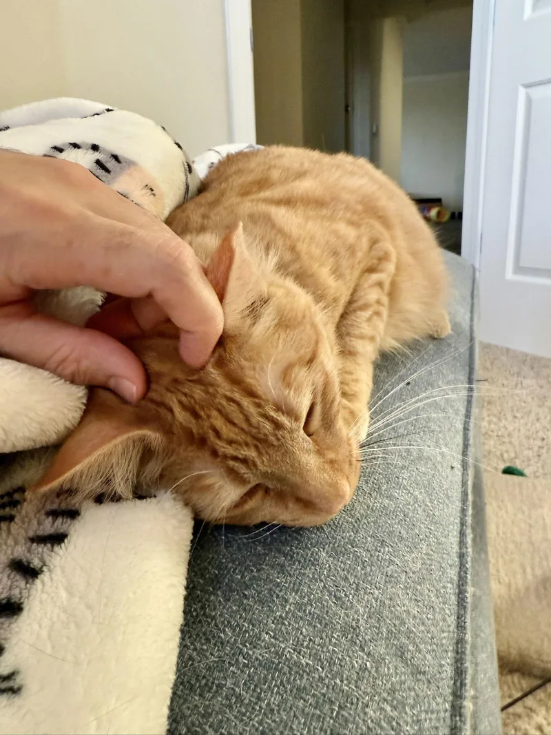 Creamsicle thumbnail 2