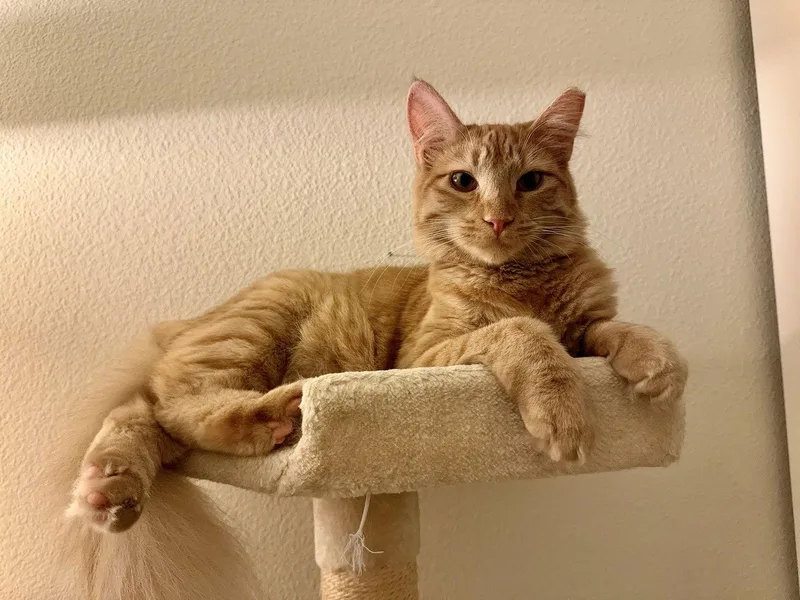 Creamsicle thumbnail 3