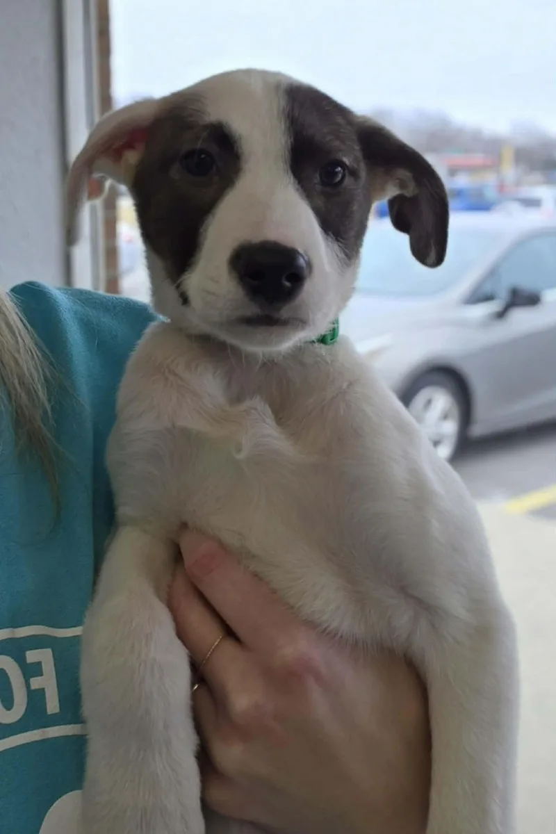 Cammie The Pyrenees Mix thumbnail 3