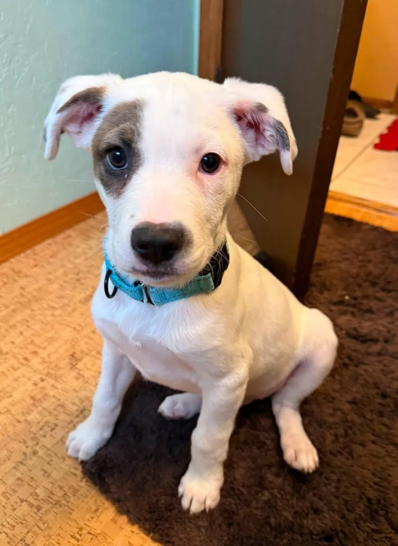 Monterey The Pyrenees Mix thumbnail 4