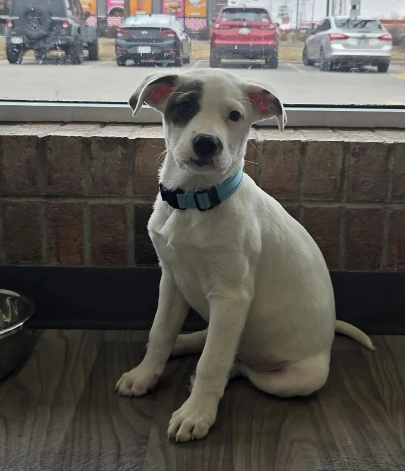 Monterey The Pyrenees Mix thumbnail 5