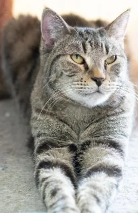 An adult medium-sized male Domestic Short Hair cat named Sassy for adoption in Helendale, CA
