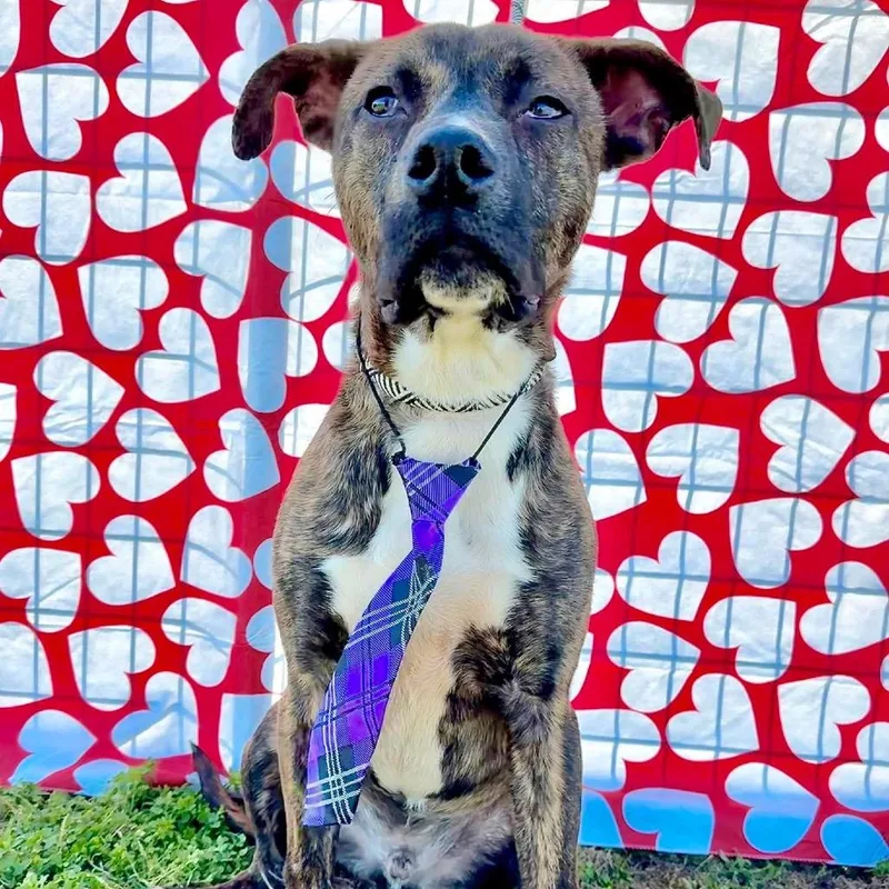 Keizer Fontaine thumbnail 2