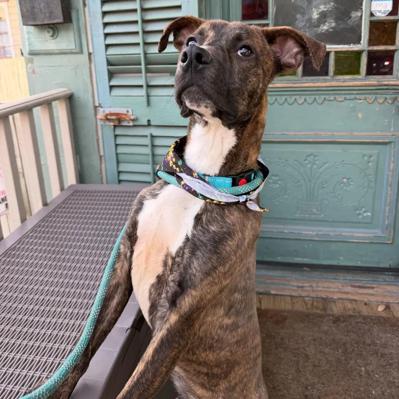 Keizer Fontaine thumbnail 3