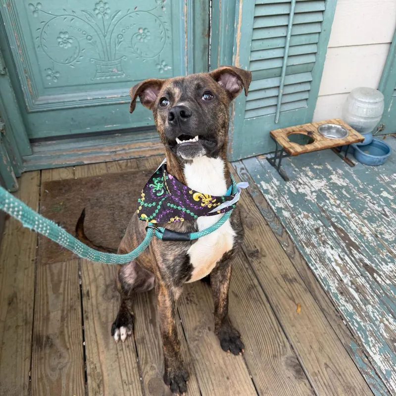 Keizer Fontaine thumbnail 4